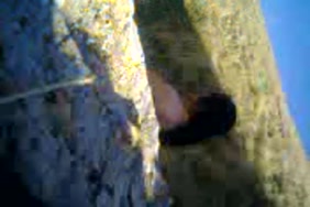 سكس نساء تمارس الجنس مع حيوانات